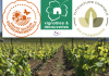 Effervescence de certifications au Champagne Bauchet