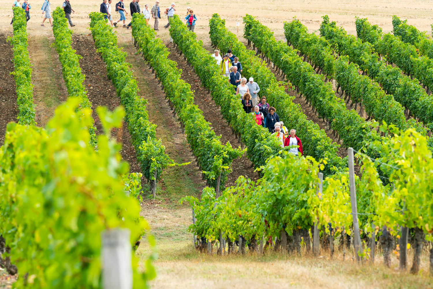 4 et 5 septembre 2021 : 18e « Vignes, Vins, Randos » en Val de Loire