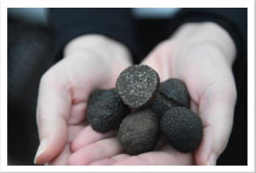 Truffe : une planète à savourer 4e édition