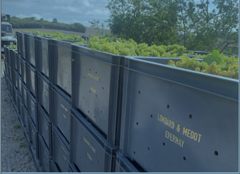 Champagne Lombard vers un vignoble maison Bio