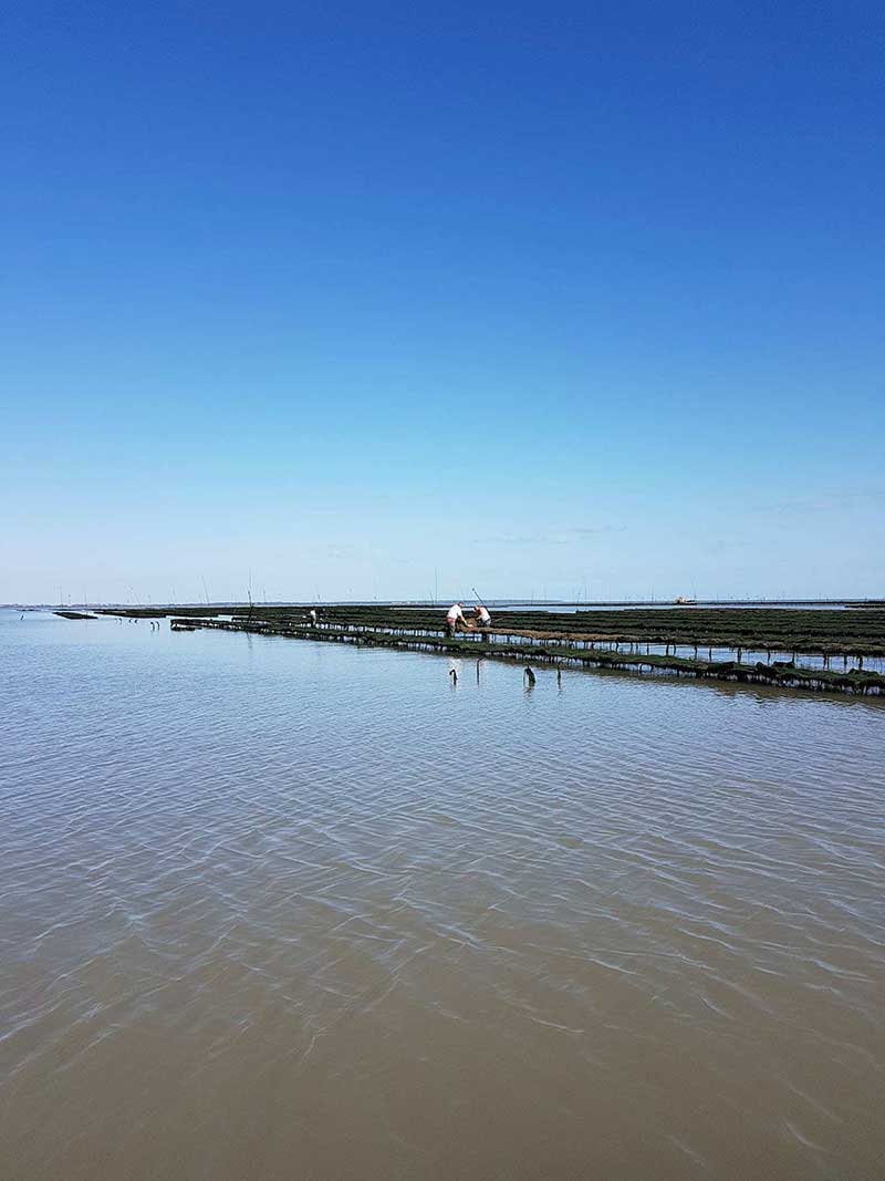 Des huîtres pour votre menu de fête