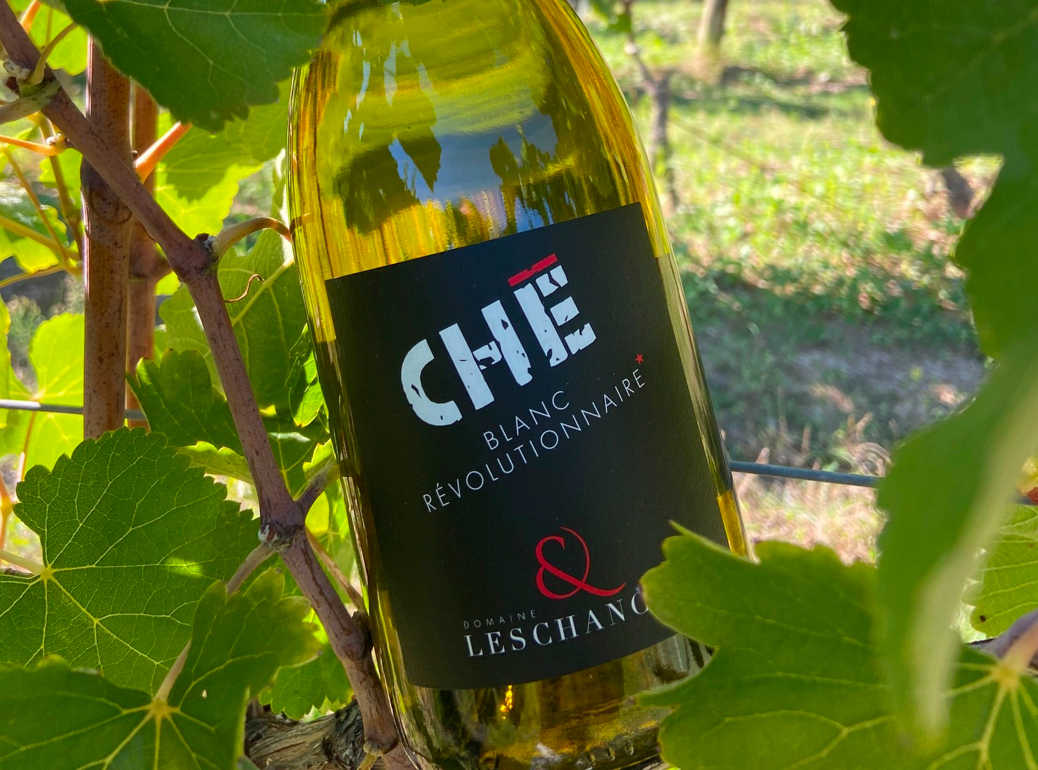 CHÉ, Un Vin Blanc Révolutionnaire Au Domaine Les Chancel !
