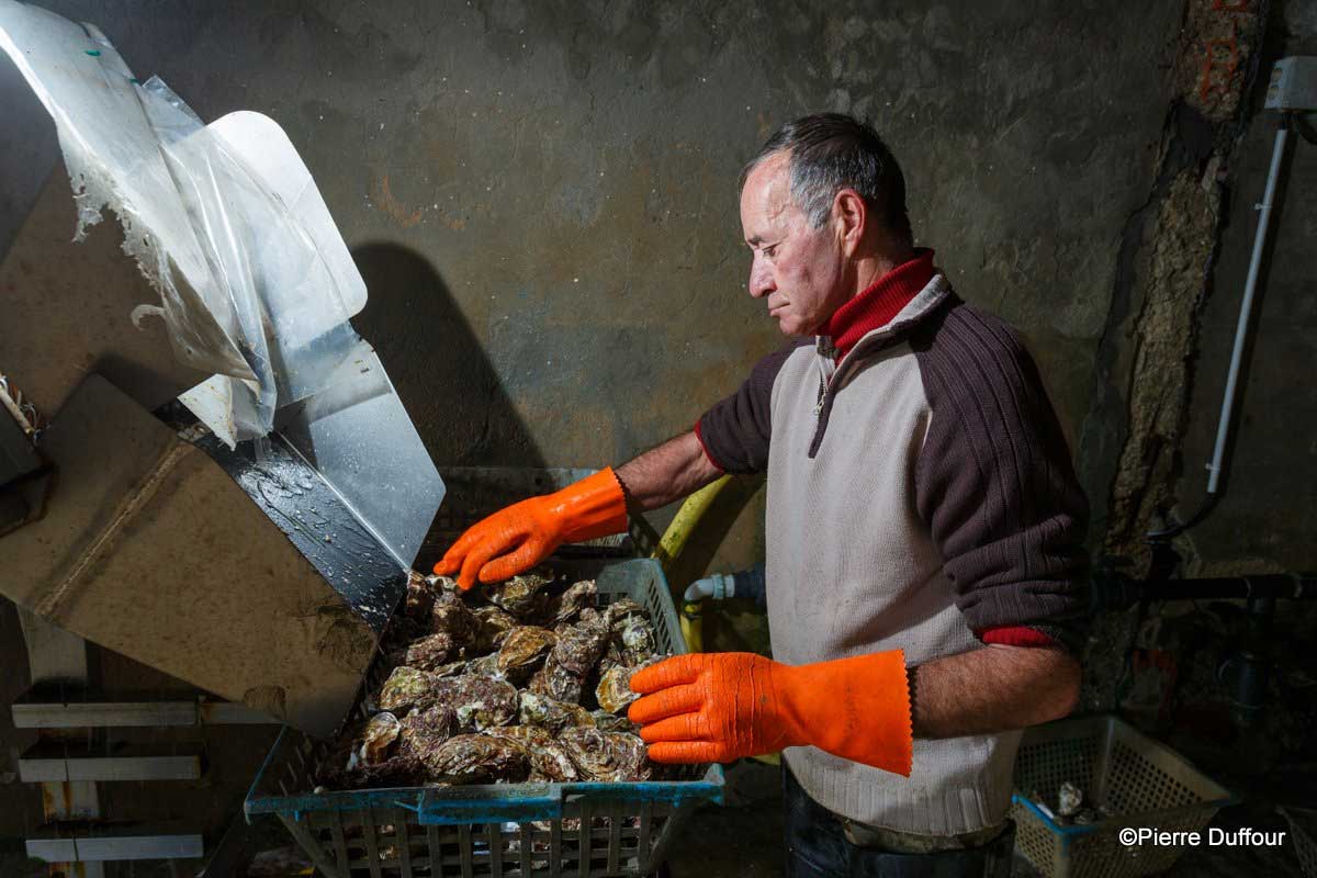 Des huîtres pour votre menu de fête