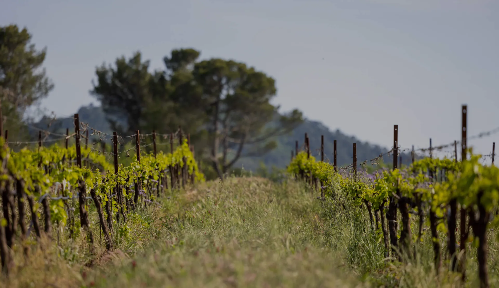 Estandon, coopérative en Provence