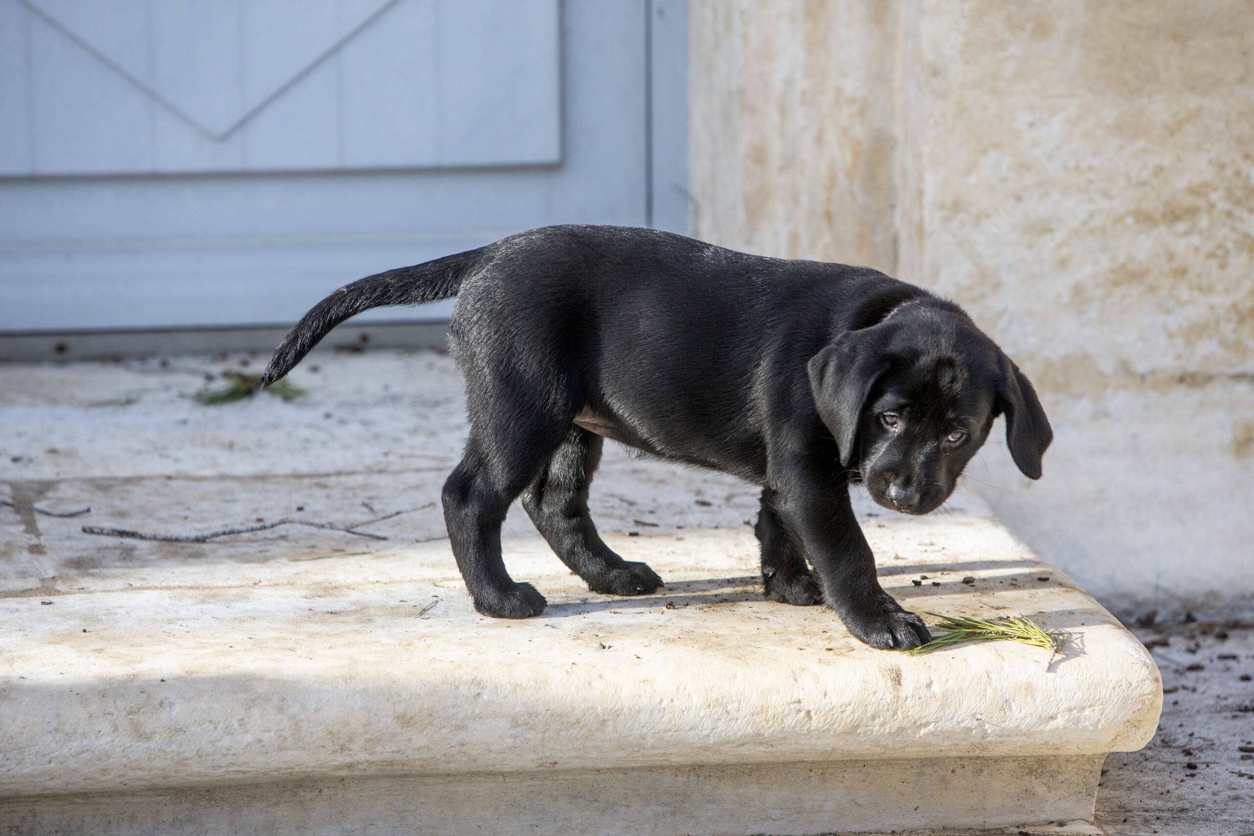 Wine Dogs in Provence : venez faire photographier votre chien