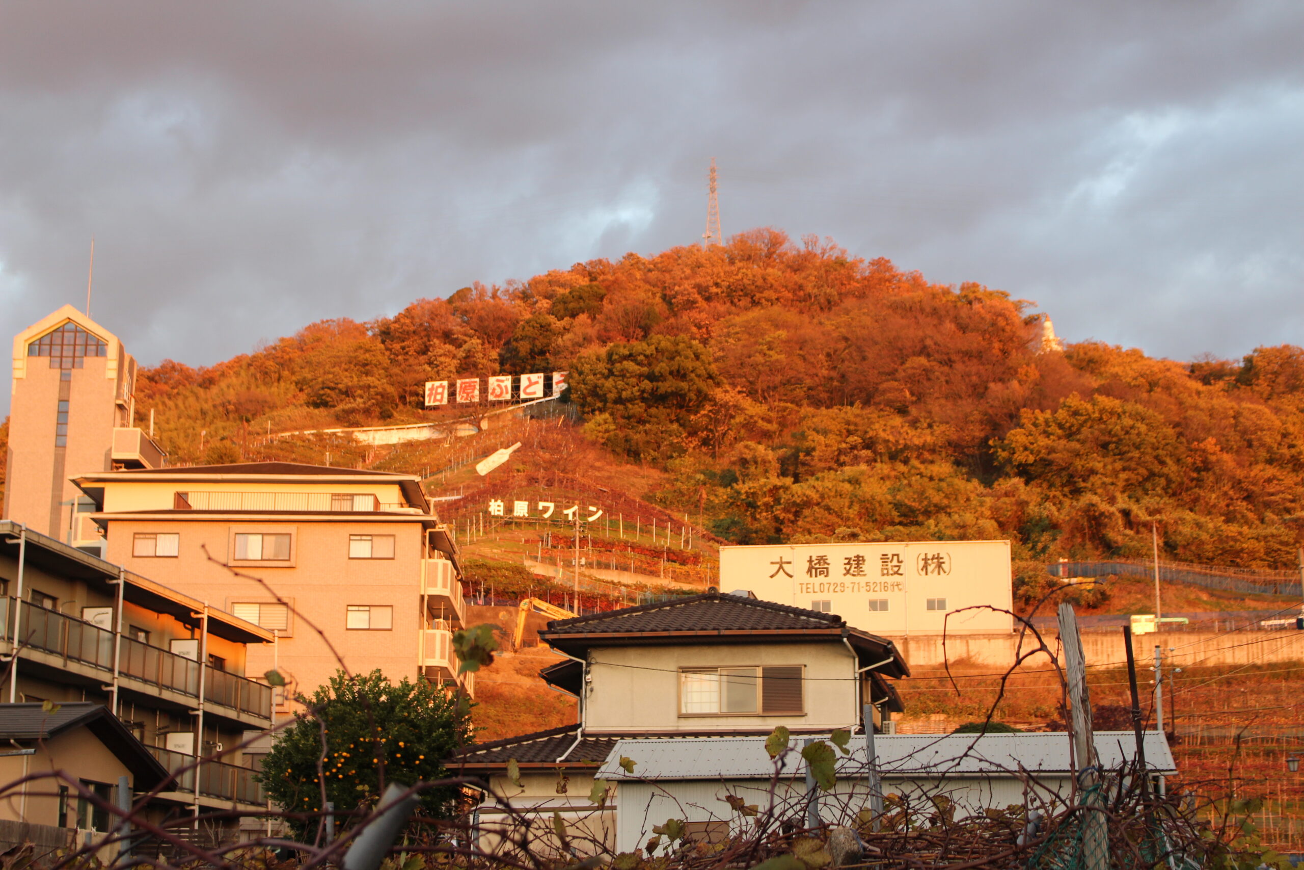Le vin japonais – la sophistication naturelle par Julia Scavo DipWSET