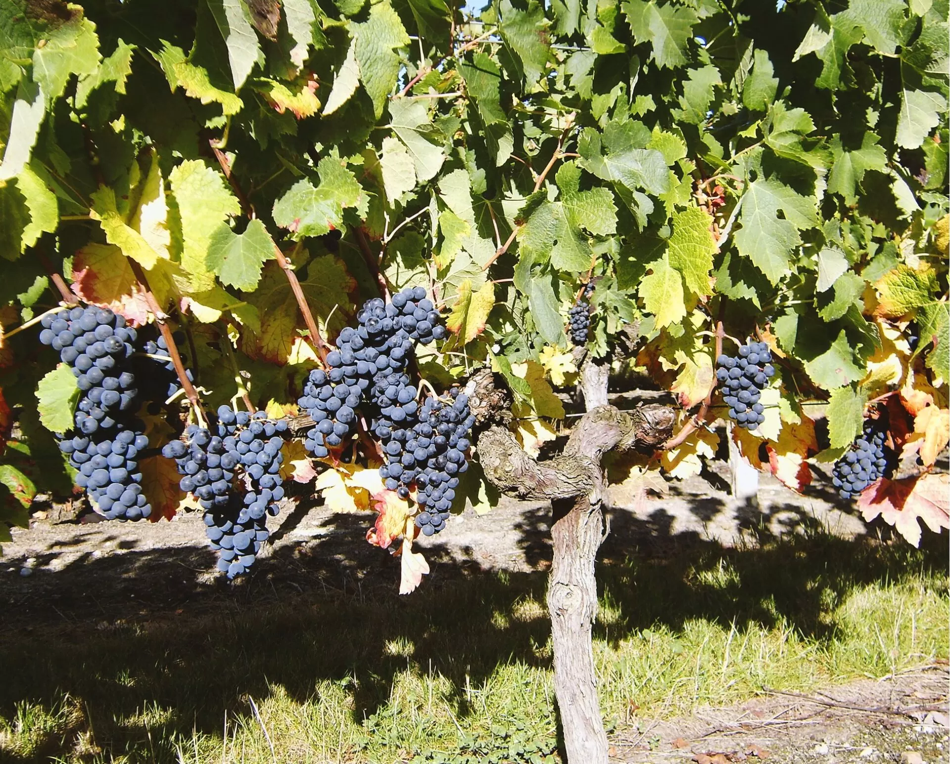 Château Respide : au cœur d’un terroir d’exception