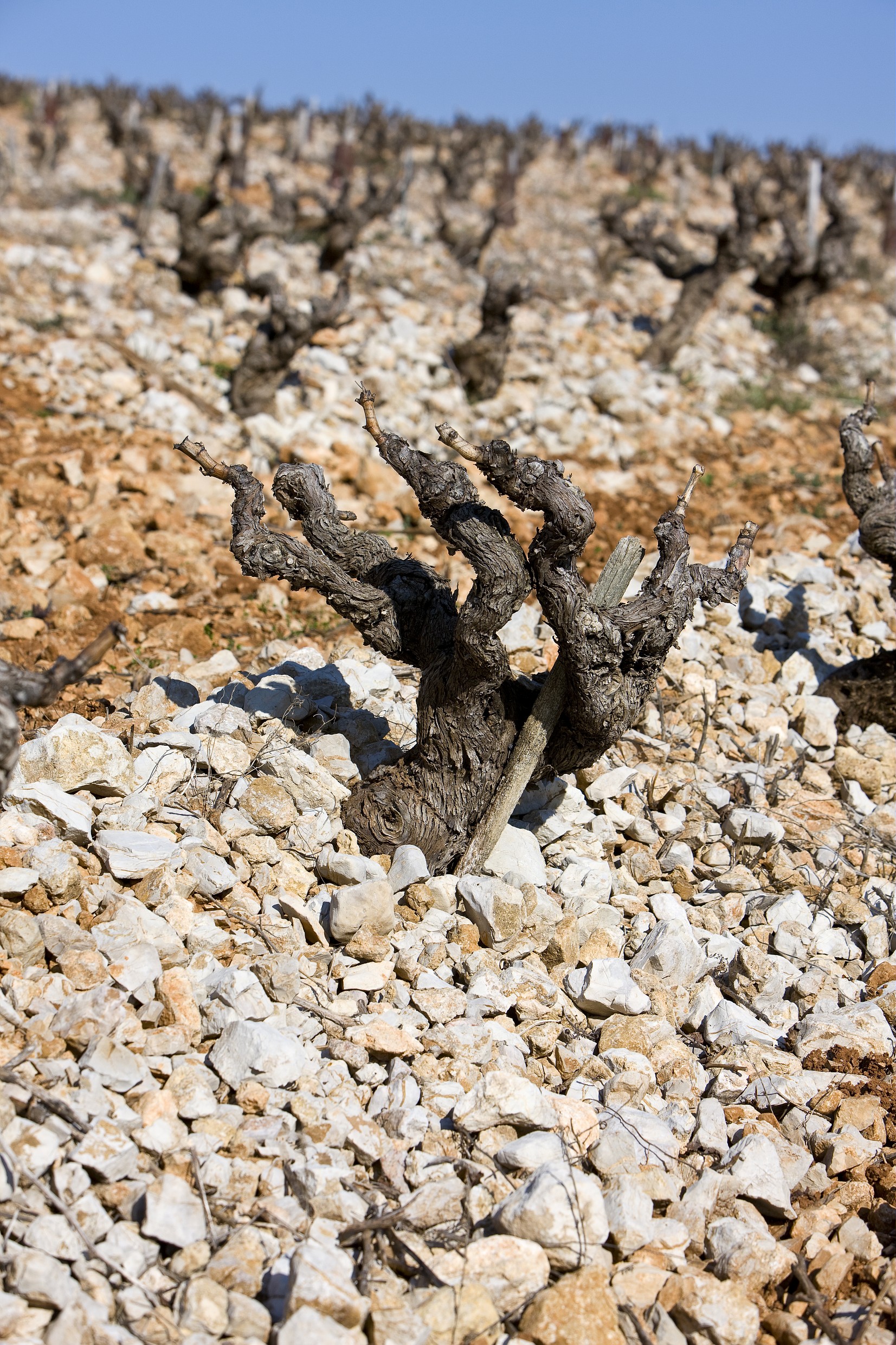 Muscat Beaumes de Venise : nectar des Dieux