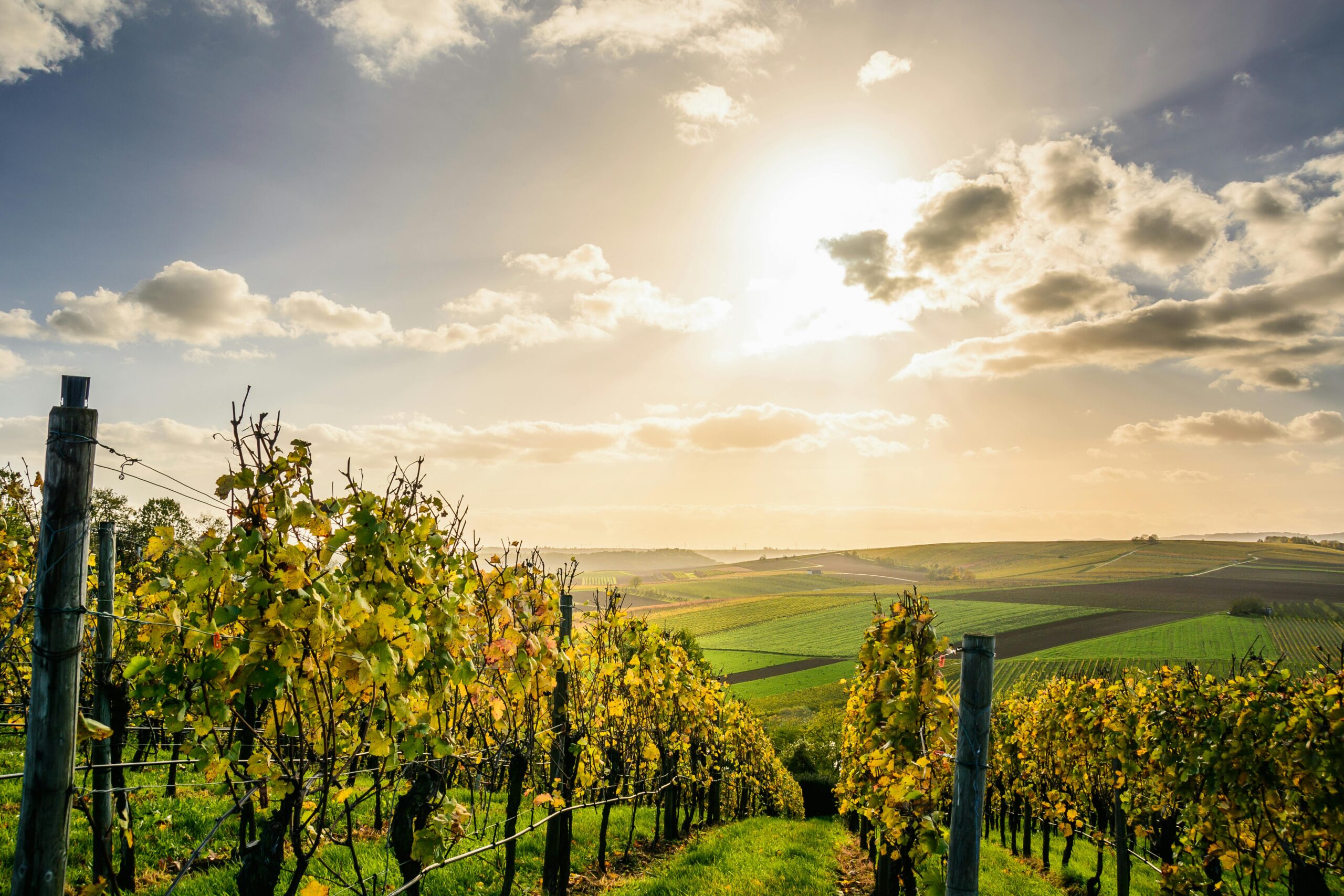 Domaine de la Pigeade