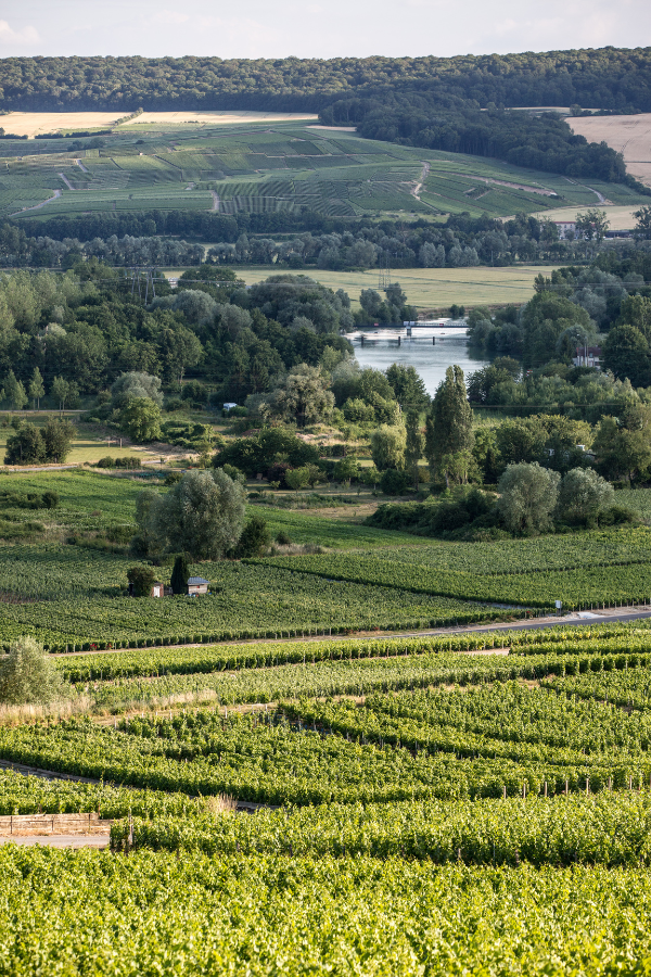 Champagne Bruno Paillard
