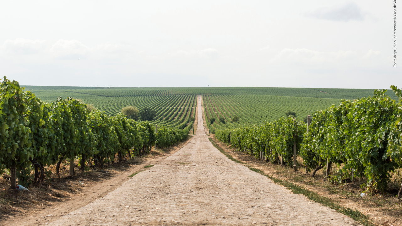 Roumanie : la Force des Cépages Autochtones