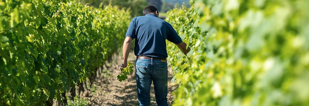 AOP Bourgueil « Céleste » AB 2024 