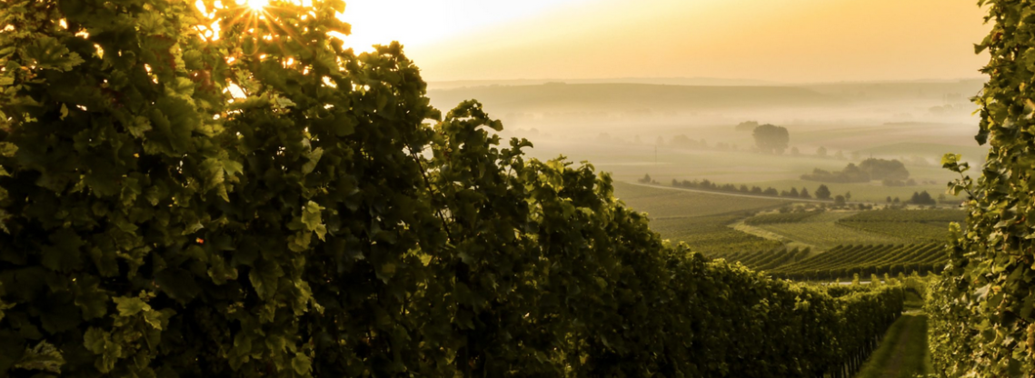 Château Cassat, l&rsquo;âme du Merlot en Puisseguin-Saint-Émilion