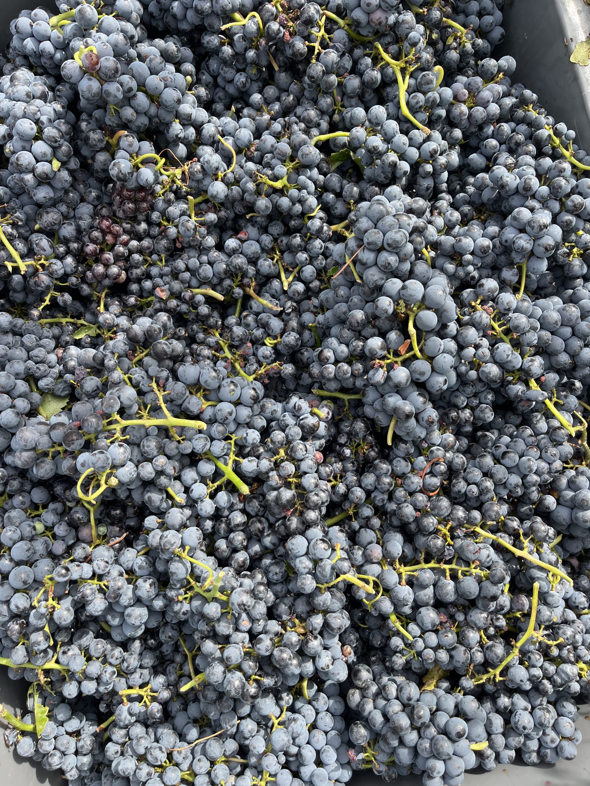 Les vendanges 2026 en Champagne ne sont pas « finies »… 